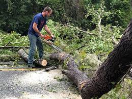 Leaf Removal in Bremen, GA