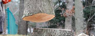 How Our Tree Care Process Works  in  Bremen, GA