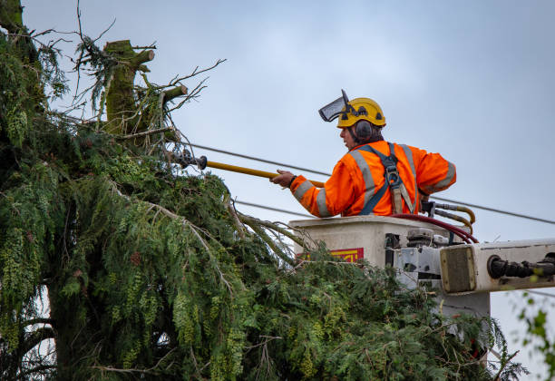 Best Tree Cabling and Bracing  in Bremen, GA