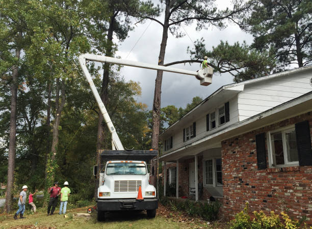 Best Tree Health Inspection  in Bremen, GA