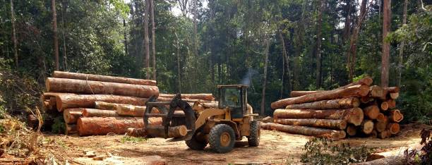 Best Storm Damage Tree Cleanup  in Bremen, GA