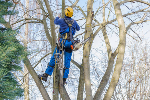  Bremen, GA Tree Care Pros