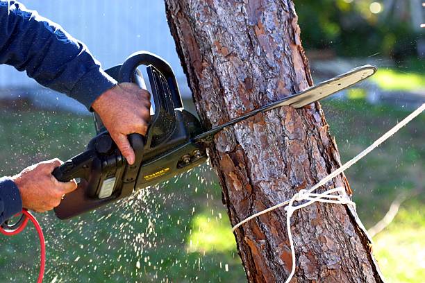 Best Utility Line Clearance  in Bremen, GA