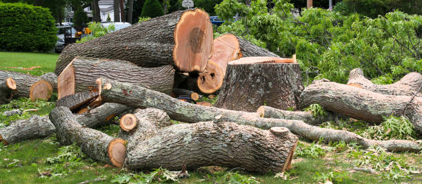 Best Tree Preservation Services  in Bremen, GA