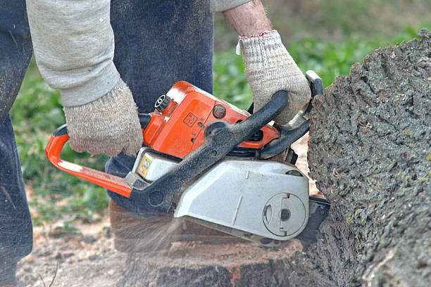 Bremen, GA Tree Care Company