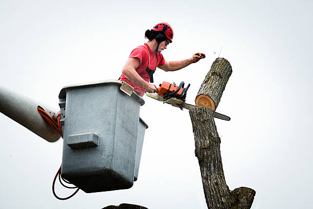 Best Tree Cabling and Bracing  in Bremen, GA