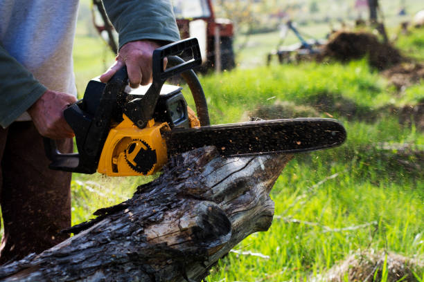 Best Tree Trimming and Pruning  in Bremen, GA