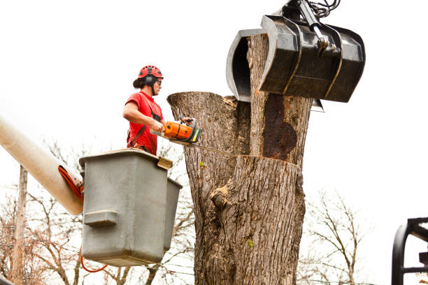 Best Root Management and Removal  in Bremen, GA